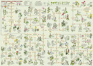 Rätselpfad Pflanzenfamilien (digital)