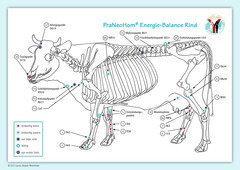 Akupunktur-Tafel Schwein