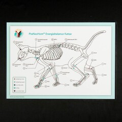 Akupunktur-Tafel Katze