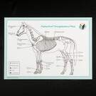 Akupunktur-Tafel Pferd