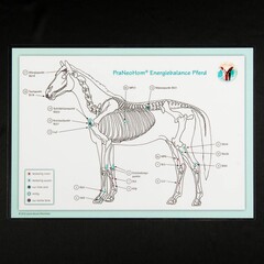 Akupunktur-Tafel Pferd