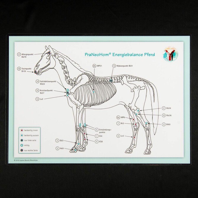 Akupunktur-Tafel Pferd