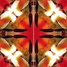 Imagami-Schmetterling Feuertulpen