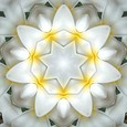 Imagami-Wasserwandler Tempelblume, 10 cm