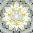 Imagami-Wasserwandler Tempelblume, 10 cm